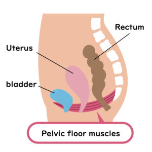 pelvic floor muscles