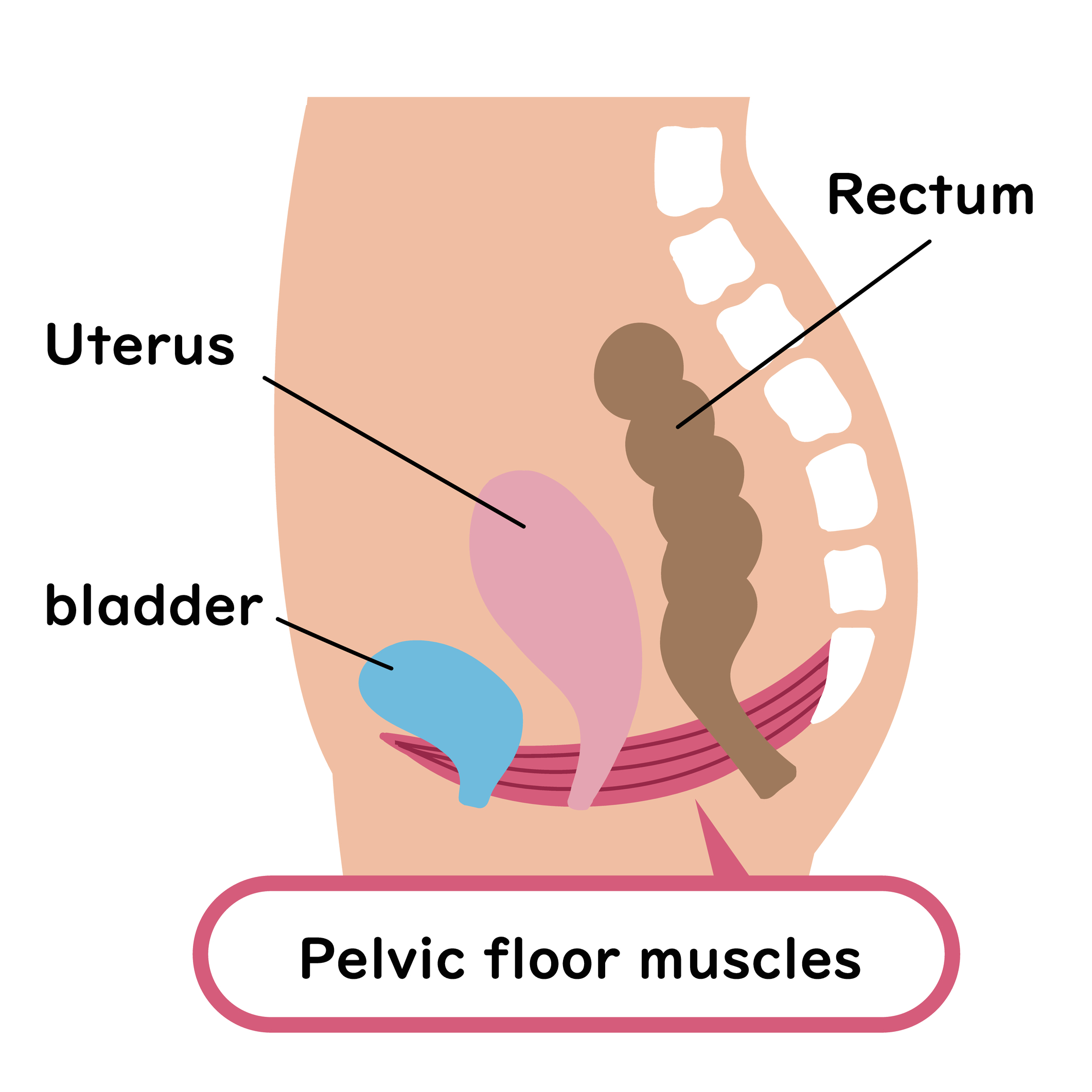 pelvic floor muscles